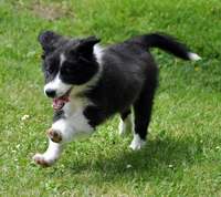 En Border Collie hvalp på spring